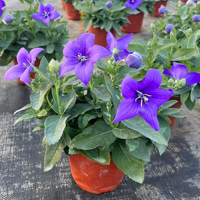 桔梗花(开花动人  种球花卉)庭院阳台好养花多年生