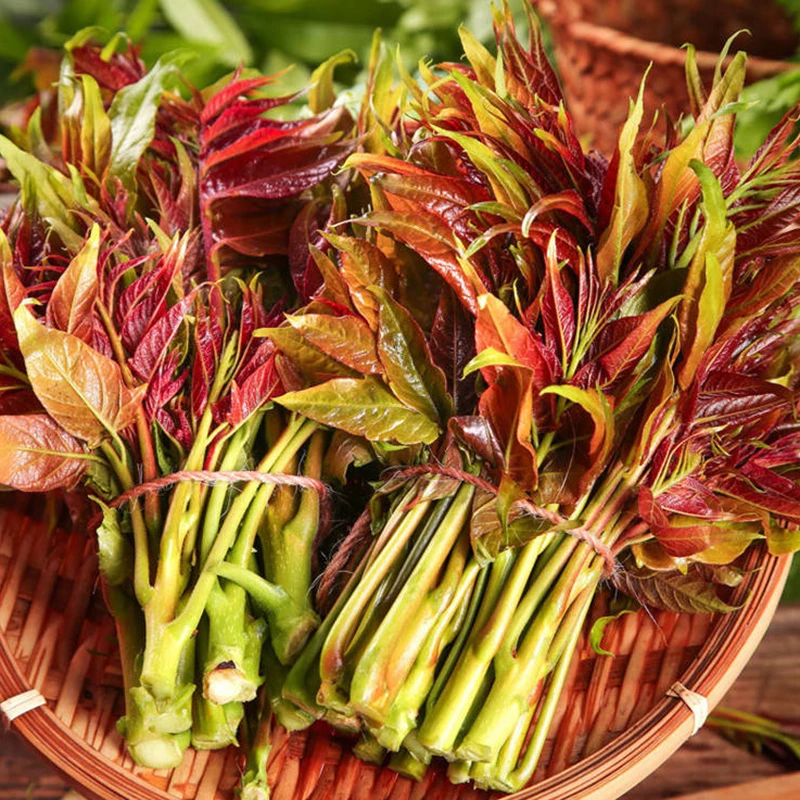 红油香椿嫩芽新鲜采摘露天头茬香椿芽蔬菜