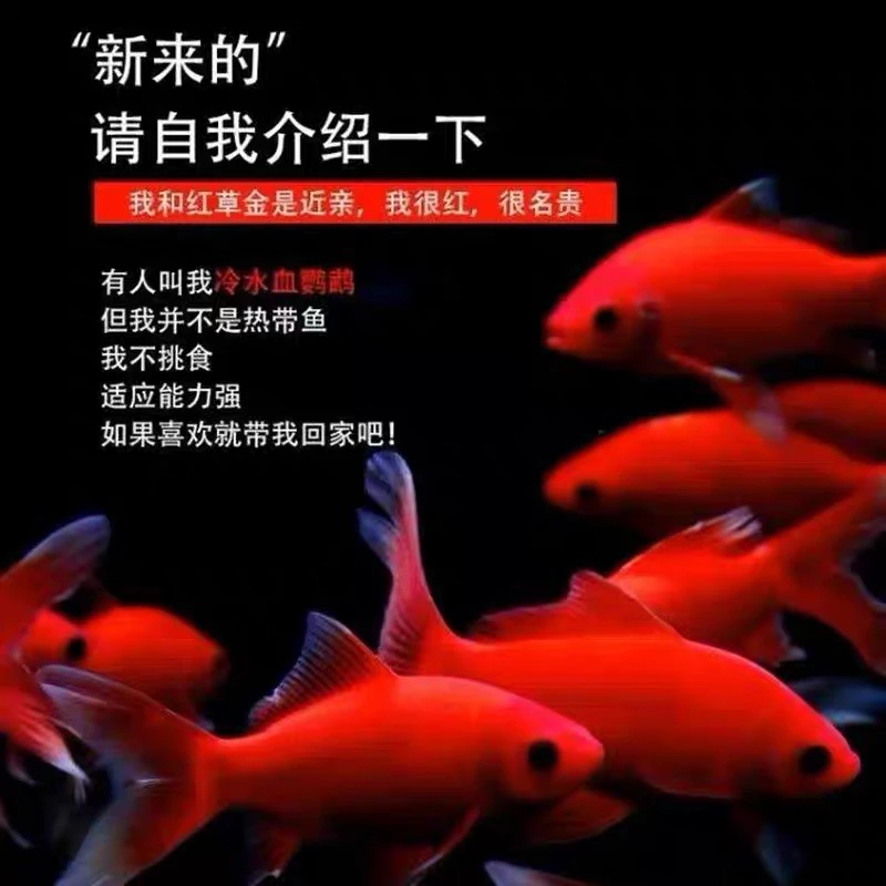 冷水鹦鹉鱼招财红鱼好养易活冷水鱼苗观赏鱼金鱼耐活淡12-14cm3条