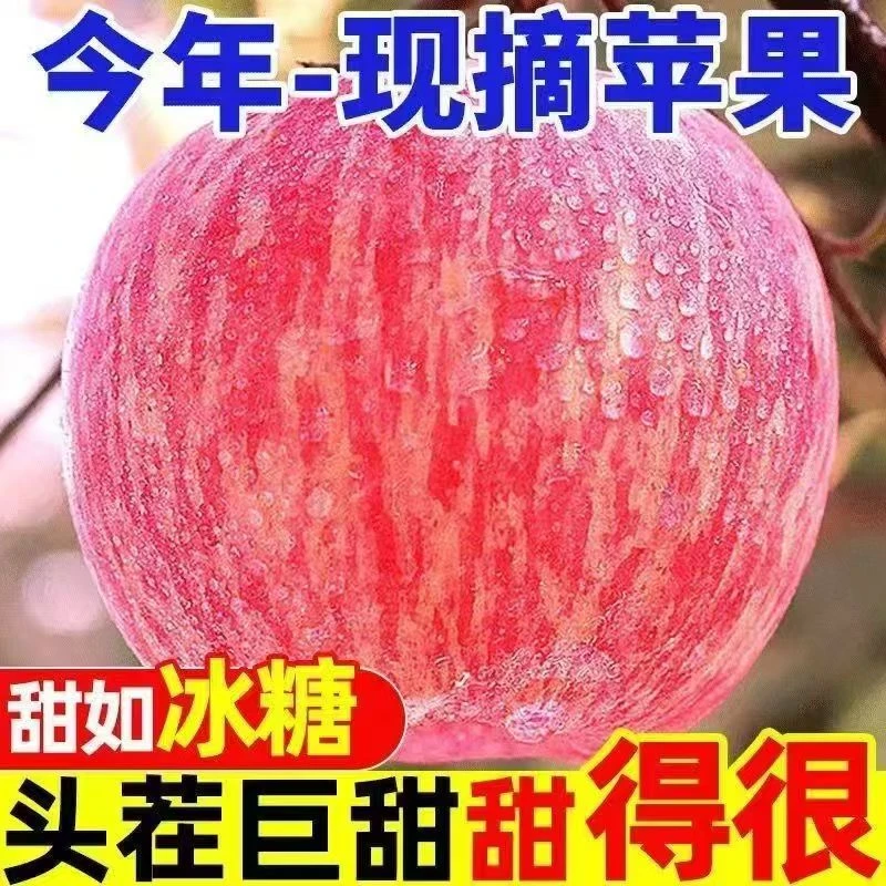 【15.9发5斤】2024头茬山东栖霞红富士精选特级大果脆甜多汁水果鲜