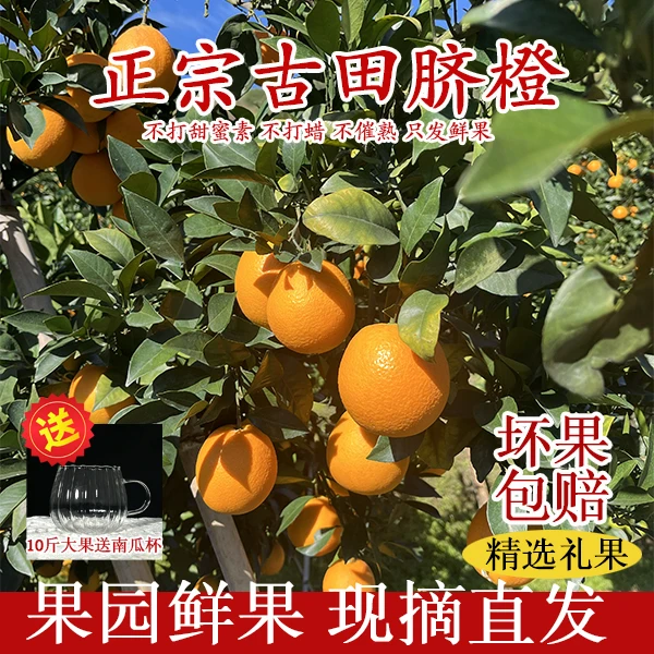 福建古田脐橙当季新鲜果冻橙果园直发爆甜橙子坏果包赔送南瓜杯