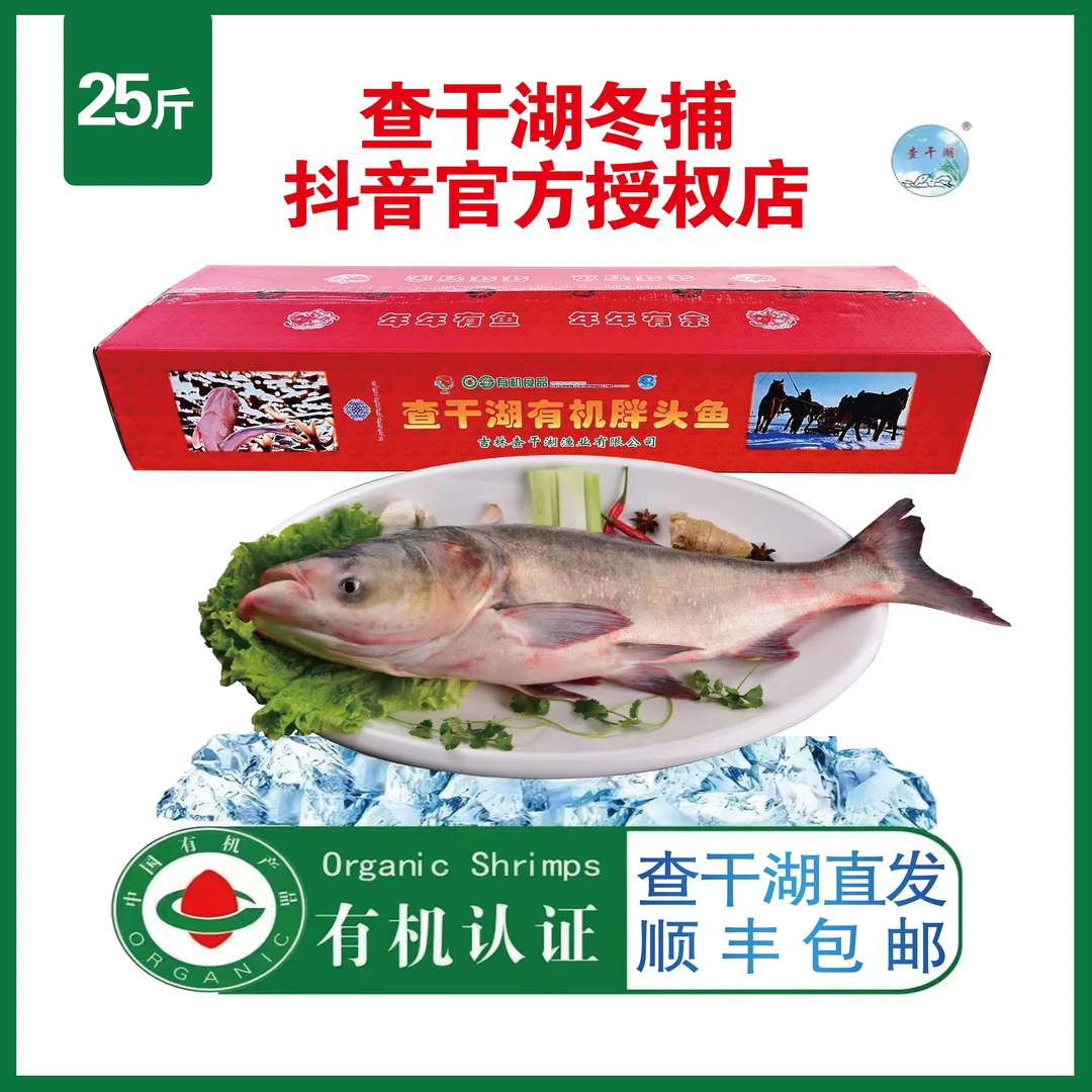 正宗查干湖冬捕有机胖头鱼25-29斤一条顺丰包邮发货营养原生态