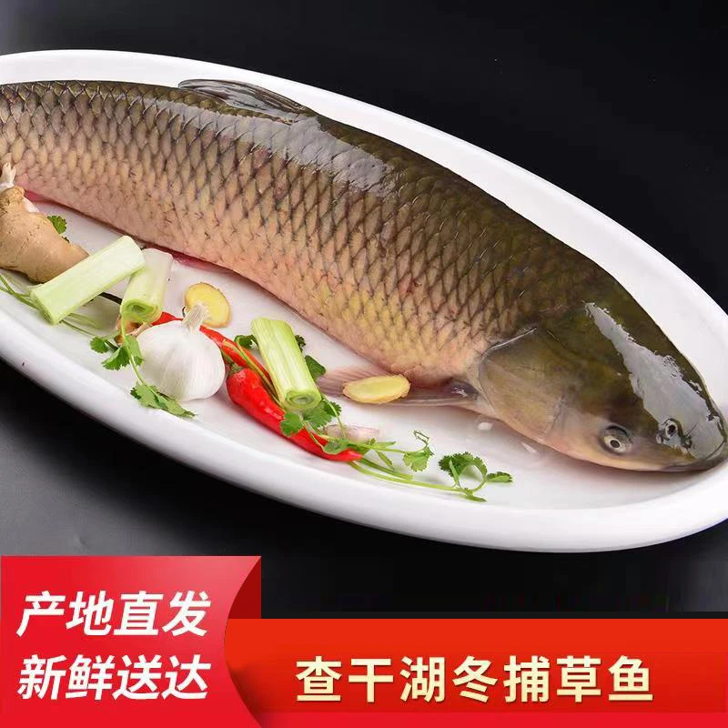 查干湖冬捕草鱼包邮东北冷水鱼吉林特产礼品年货原产地