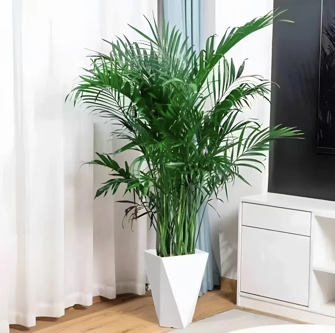 3富贵椰子散尾葵送花盆绿植花卉室内养护吸甲醛客厅盆栽植物好养