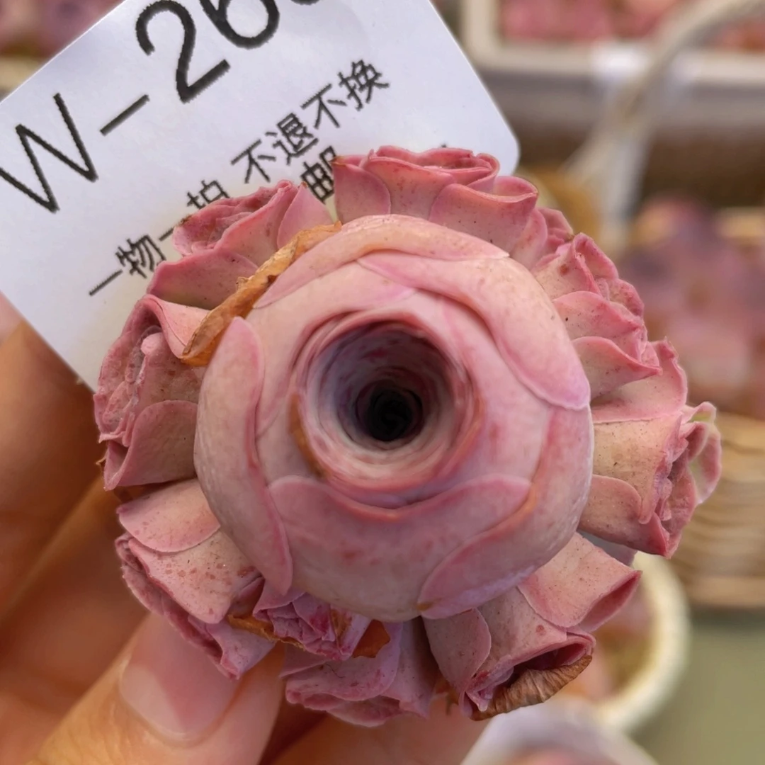 剪影玫瑰w269一物一拍福利