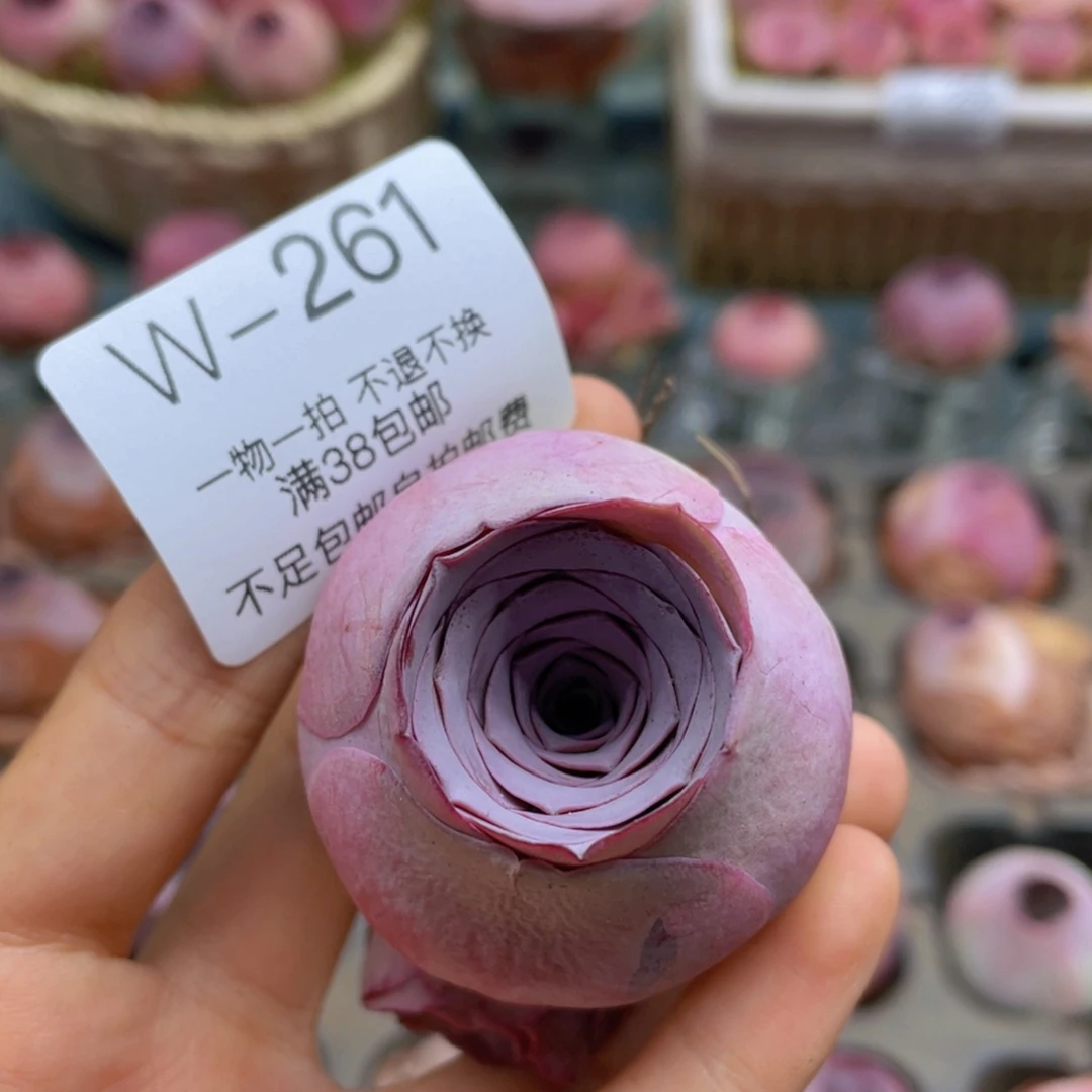 狼*帕尔玛玫瑰w261一物一拍福利