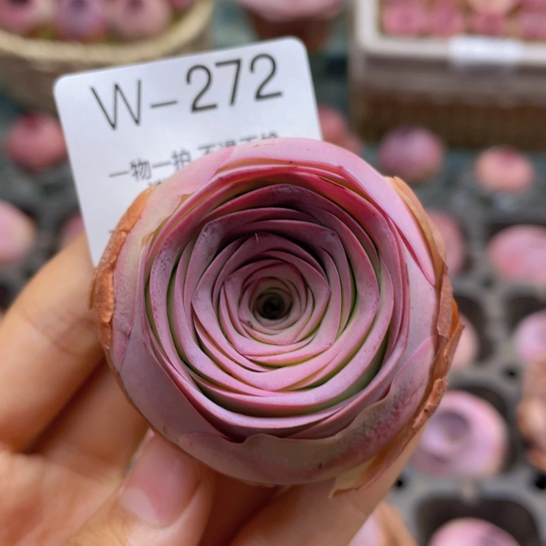 曼莎玫瑰w272一物一拍
