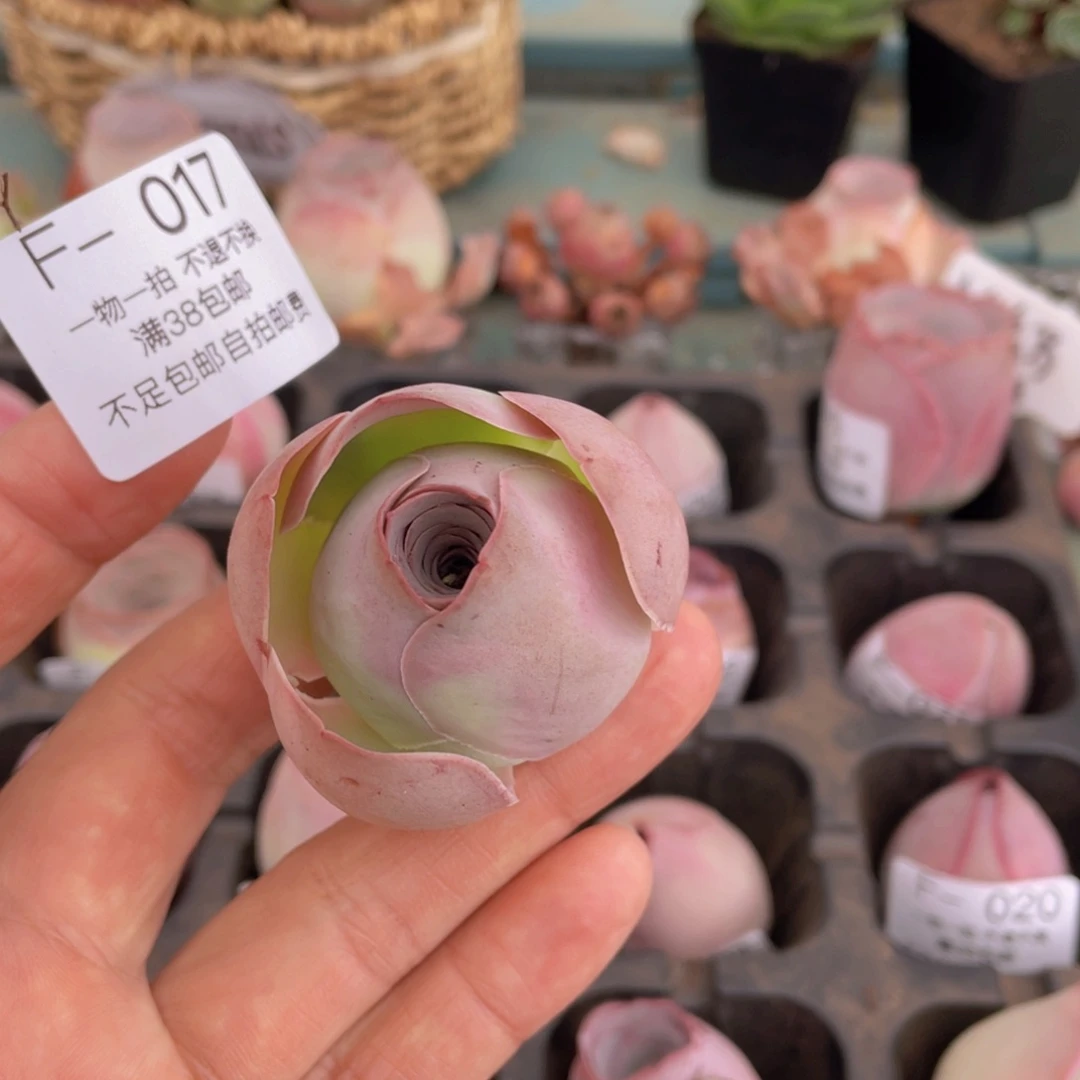 福利017一物一拍