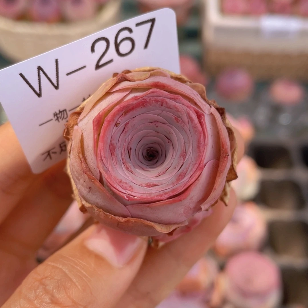 乐菲伊玫瑰w267一物一拍福利非偏远38包邮