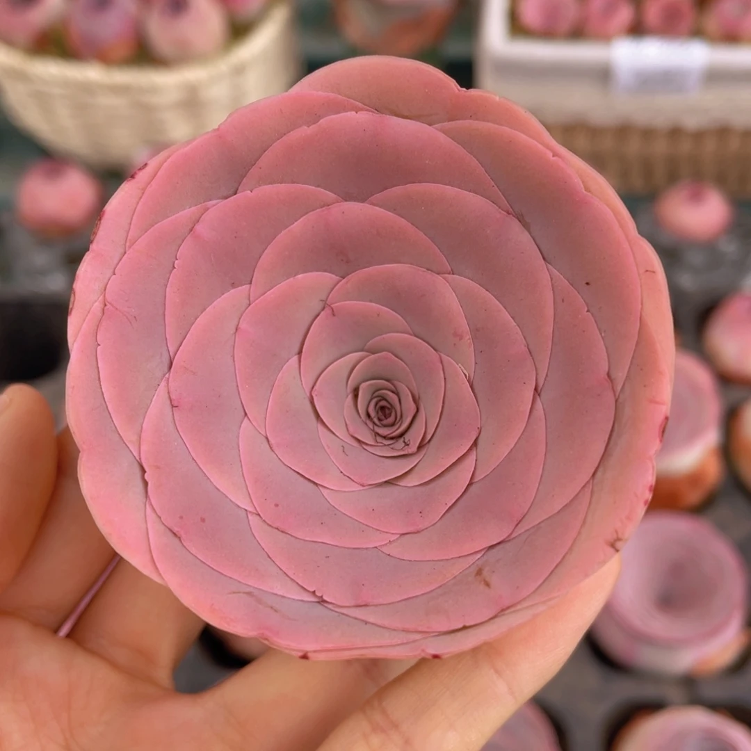 时笙玫瑰w249一物一拍