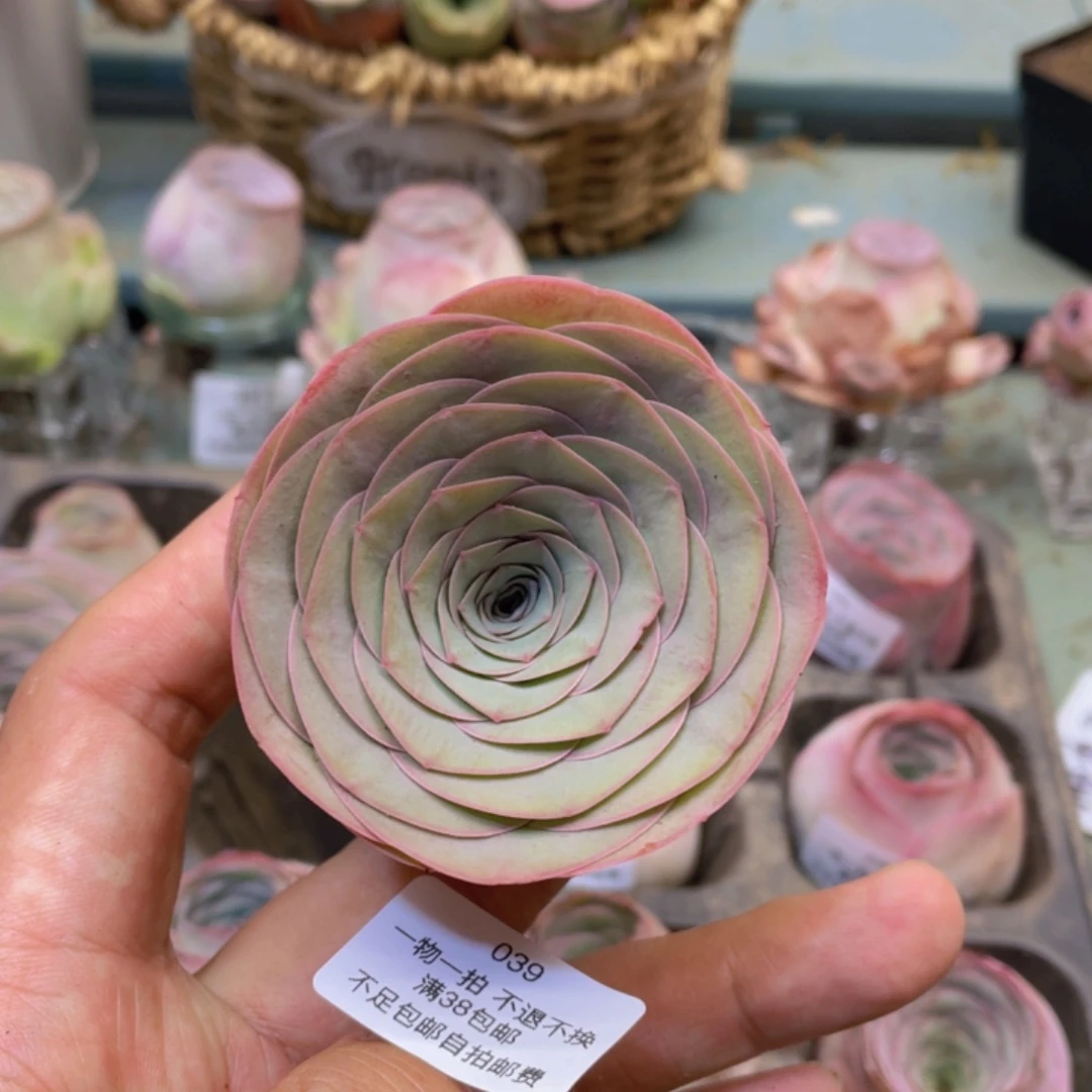 福利039一物一拍