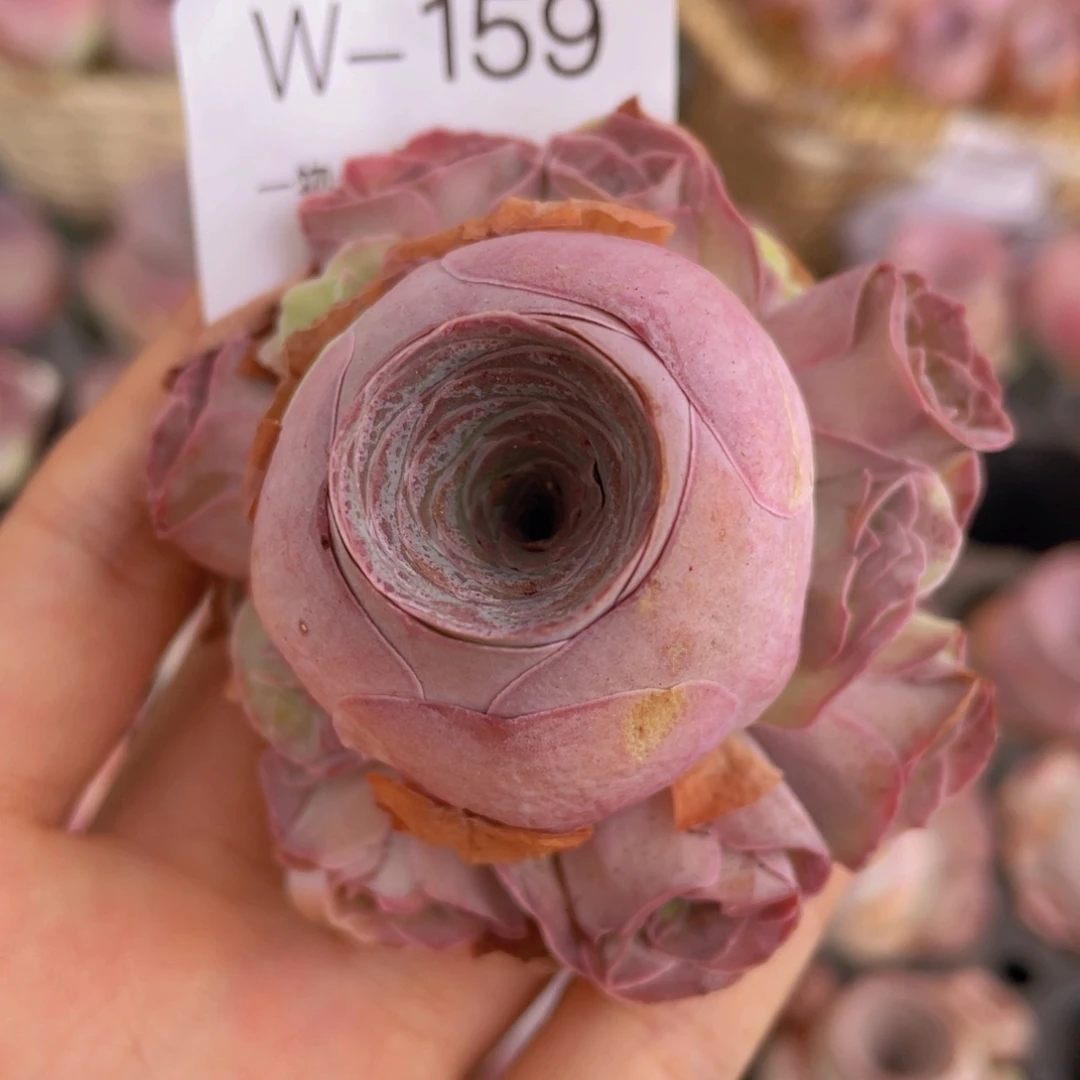 小情书捧花w159一物一拍