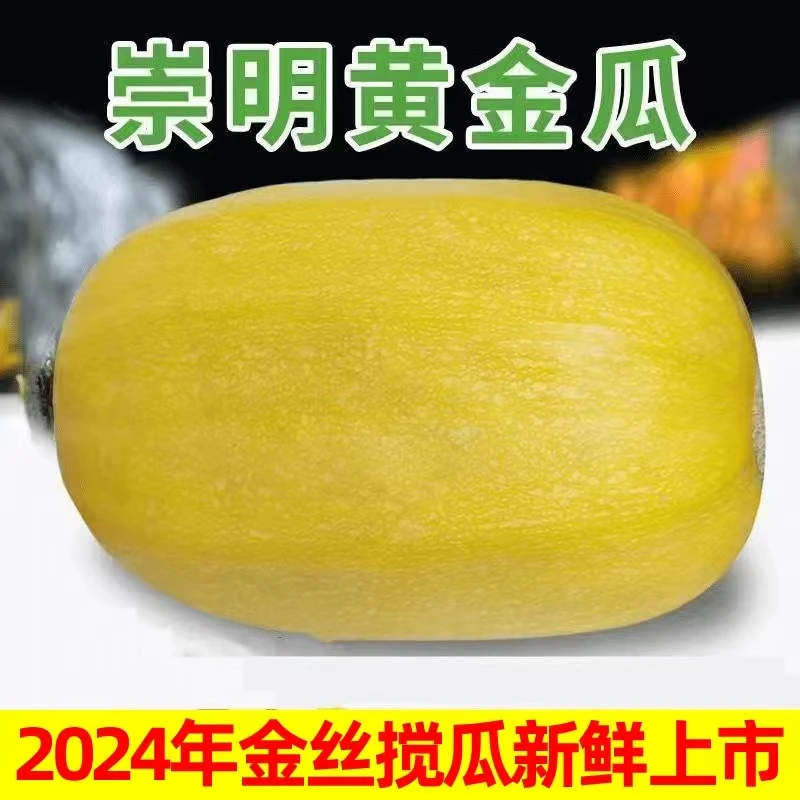 2025崇明岛金丝绞瓜新鲜搅瓜凉拌天然海蜇鱼翅瓜时令瓜3-5斤包邮