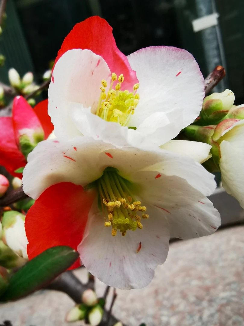 【直播专用】一物一拍，梅花，海棠等花卉共用链接