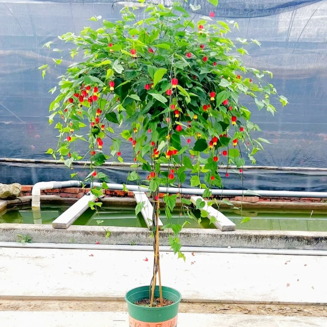 四季灯笼花开花喜庆四季常绿做盆栽棒棒糖地栽绿植爬藤好养