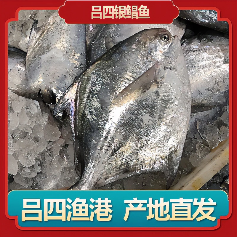 江苏吕四港口银鲳鱼