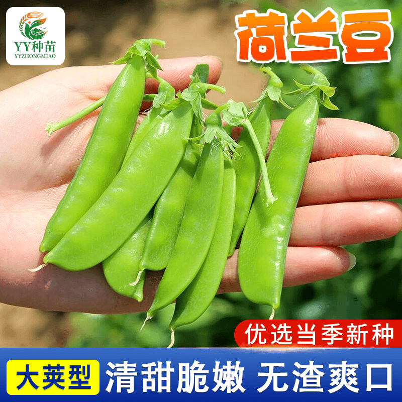 荷兰豆种籽种子豌豆苗四季甜老品种豌豆种籽孑籽种蚕豆菜籽尖碗豆