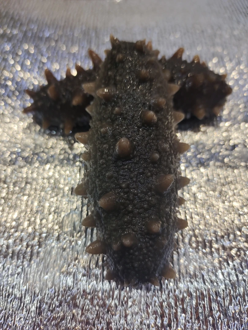 [顺丰包邮]青岛发货鲜活速冻即食海参500克精品海鲜海产品