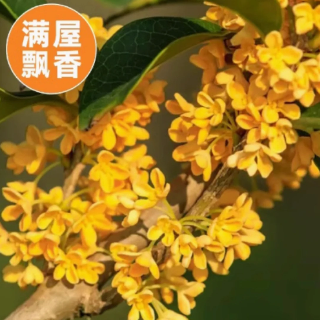 桂花树苗 金桂 丹桂 沉香桂 四季桂 八月桂 盆栽地栽 阳台庭院