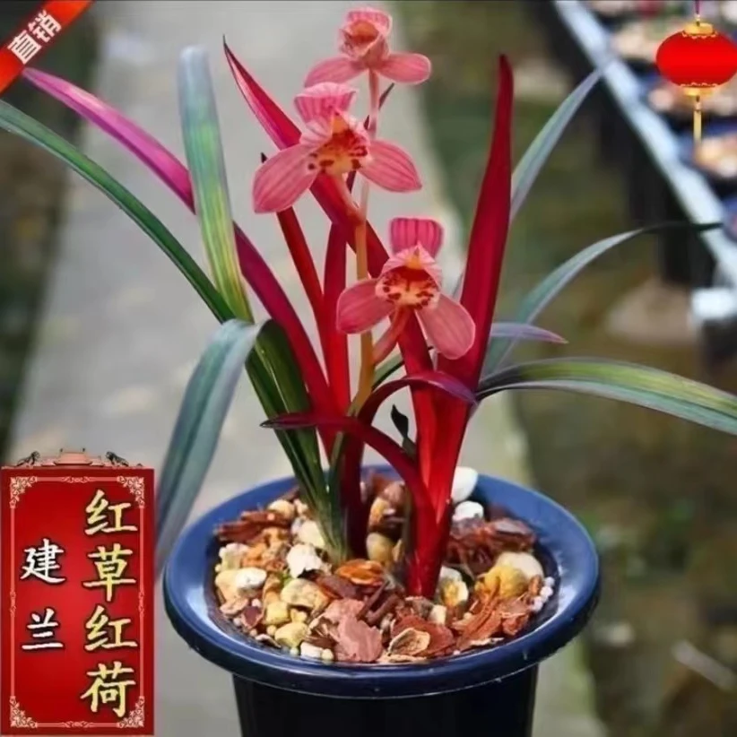 建兰铭品【红草红荷】浓香型正格荷瓣花源头基地直发