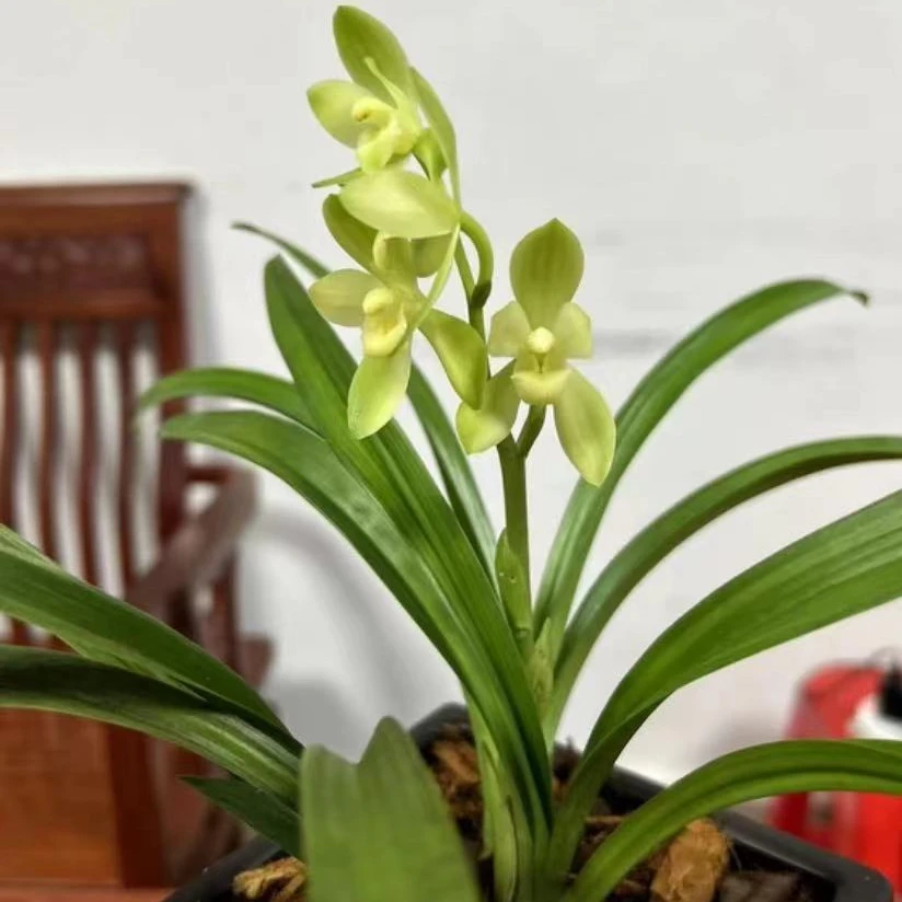 【春剑素荷】正格荷瓣浓香型兰花