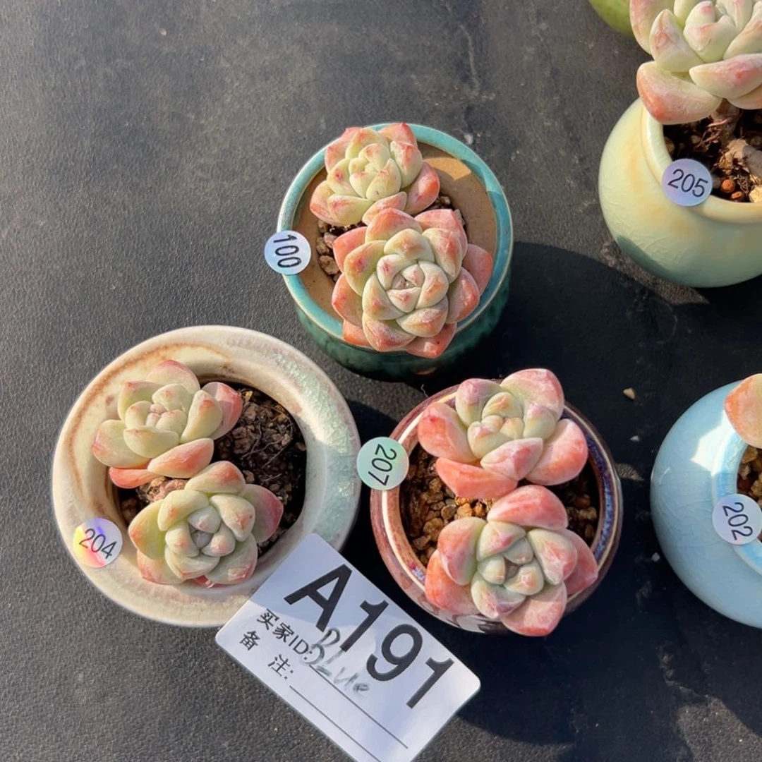 B****E三个冰玉带盆