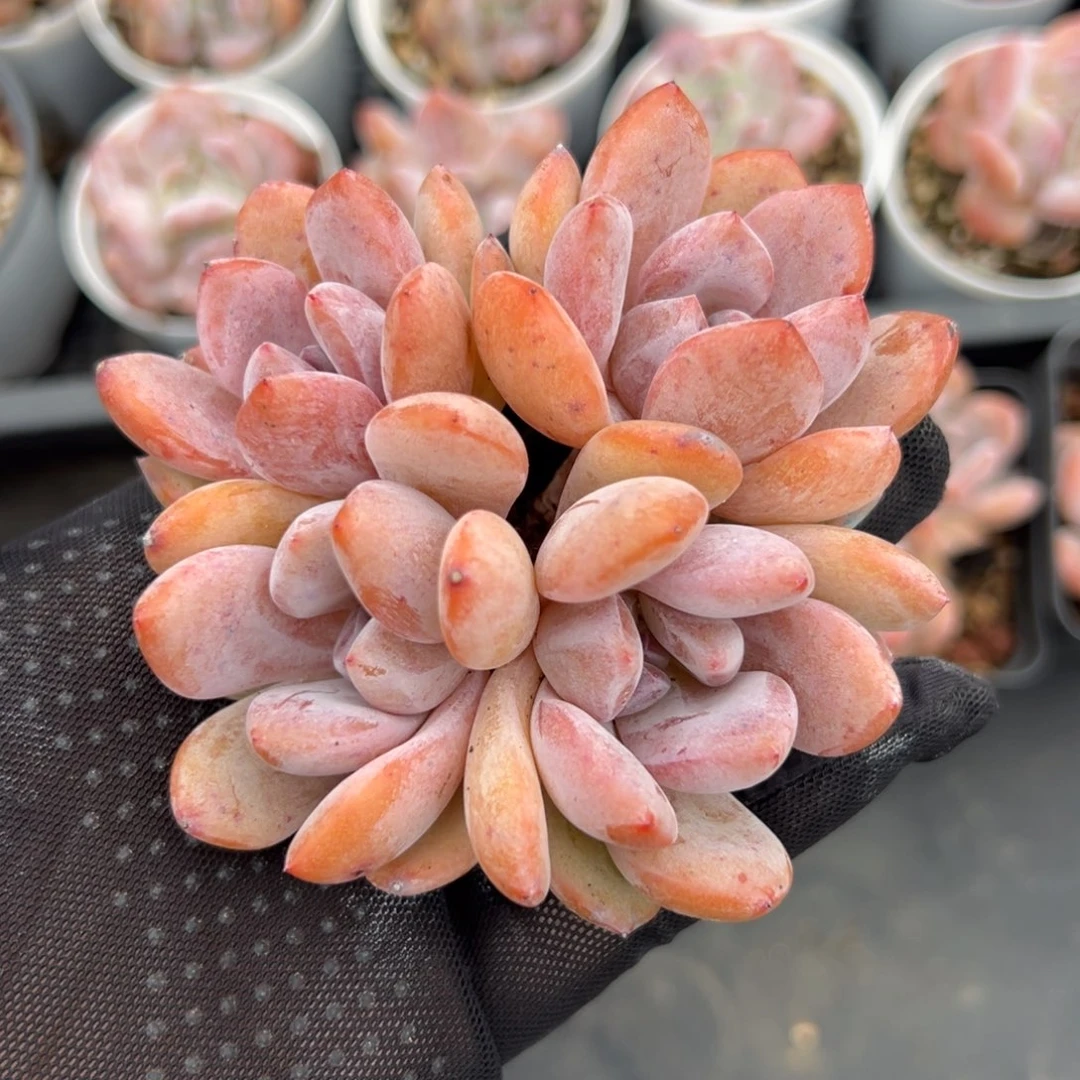 四头雪天使趴地庄