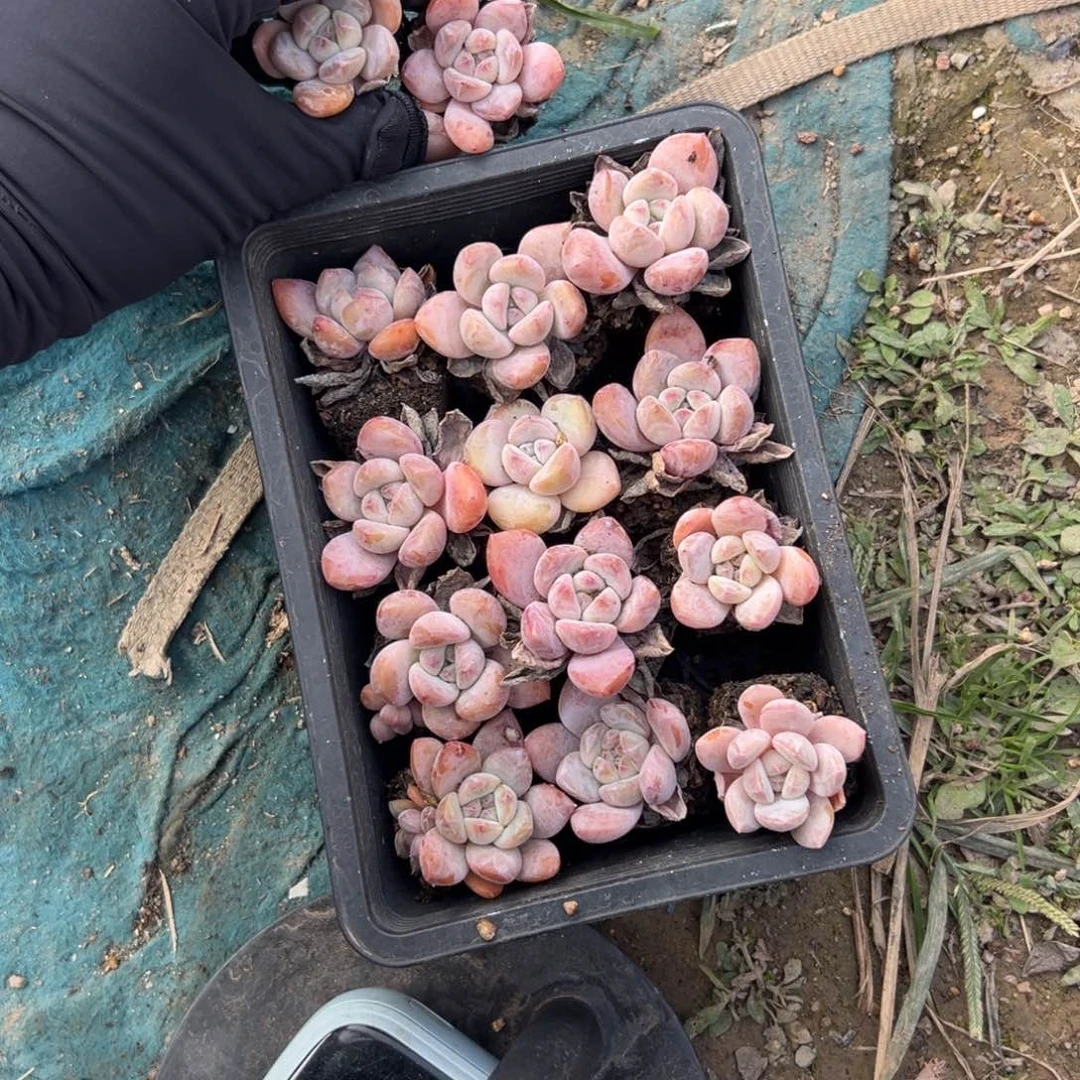 J****）15个紫梦露橙梦露