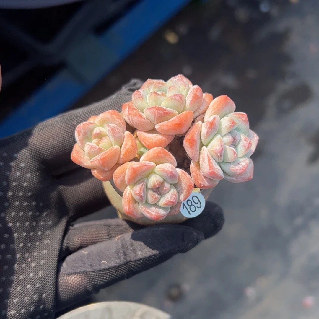 是**呀四头冰玉带盆