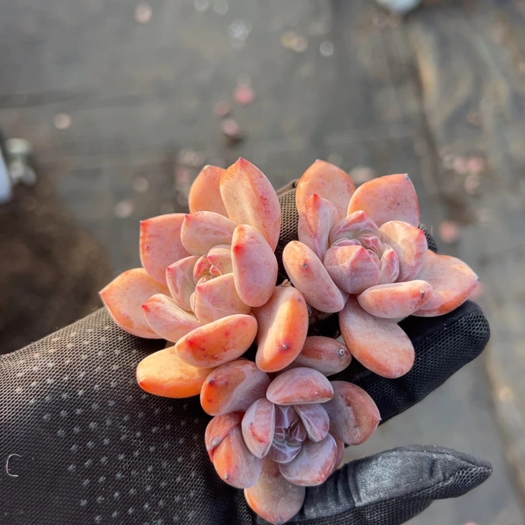 三头星影带杆子