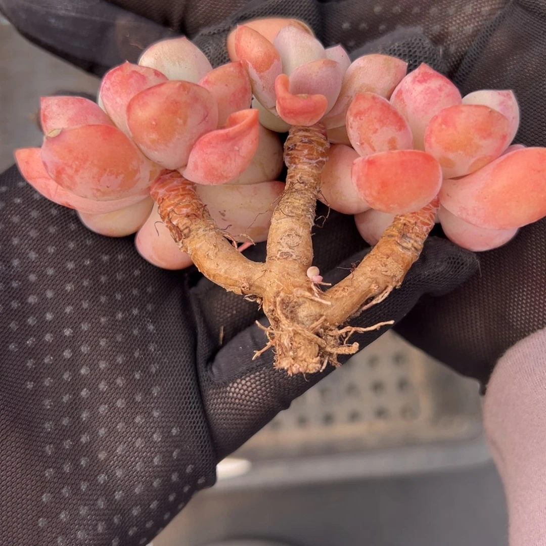 现***后花瓣路老庄