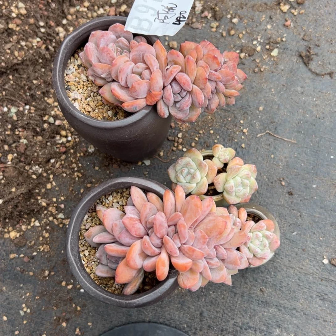 阿*俩个橙梦露悬崖桩