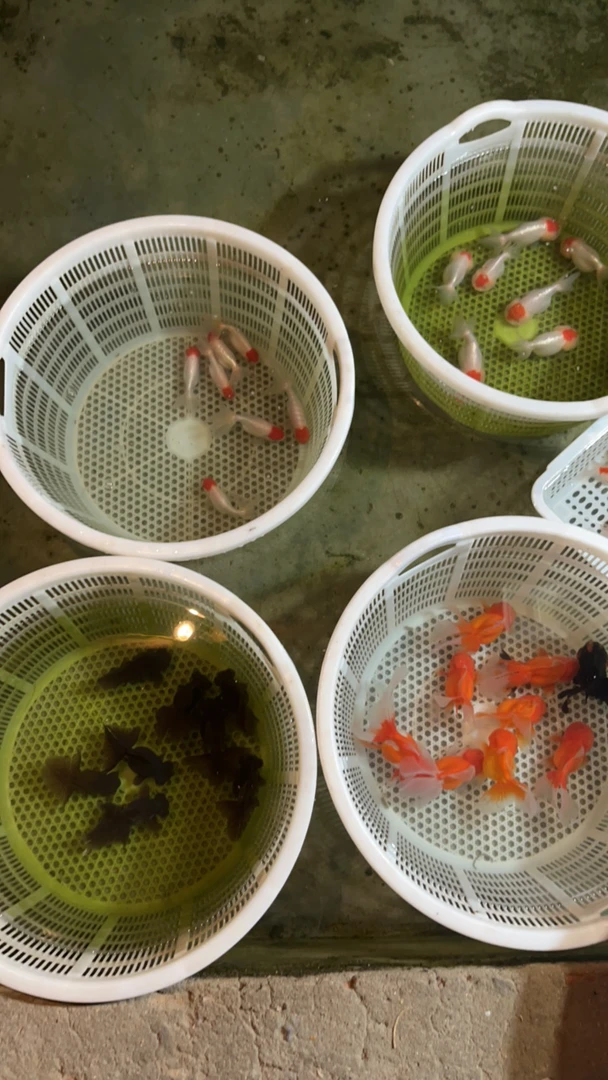 7【直播专用链接 非直播时间勿拍】金鱼观赏鱼