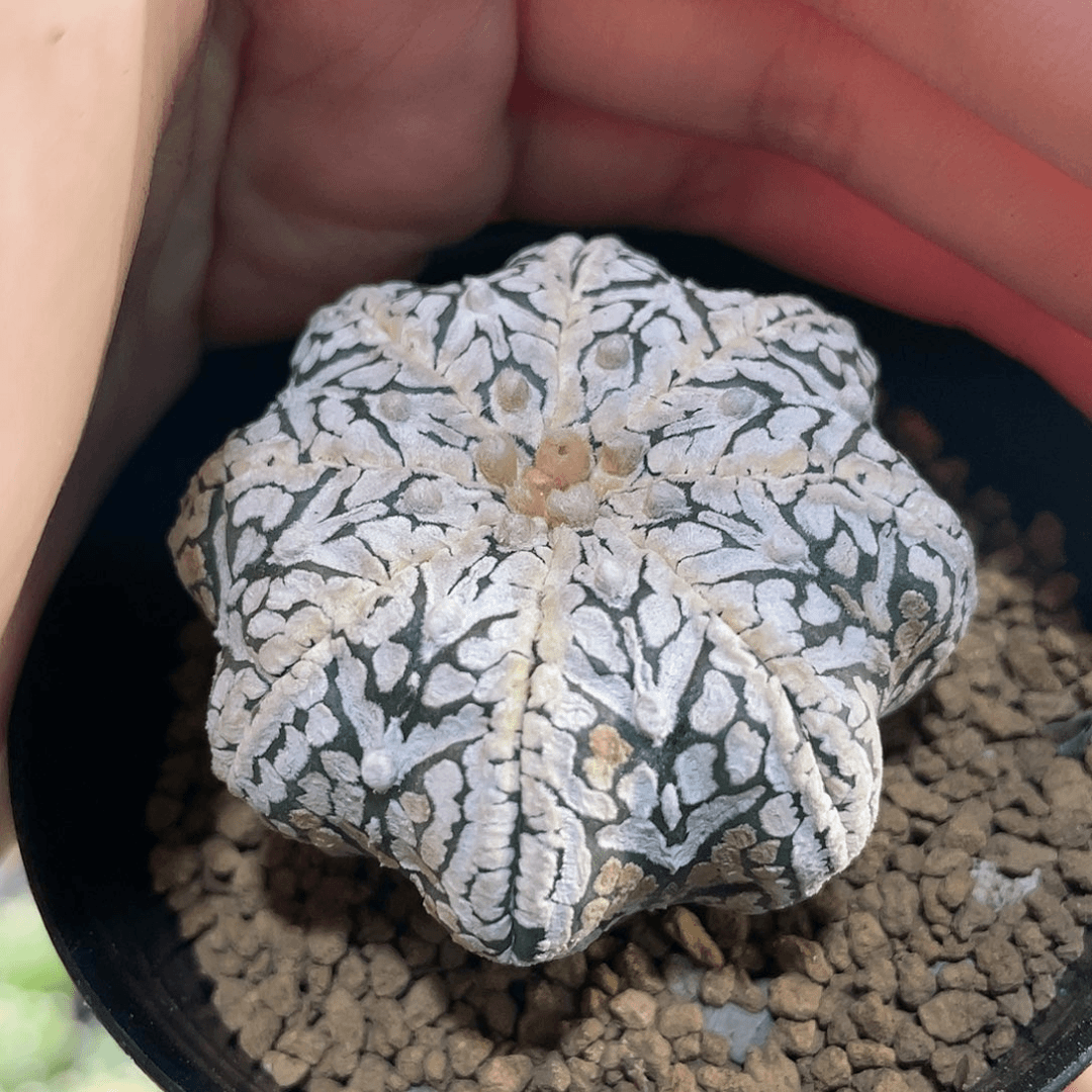 9号4.5cm实生海星箭头v