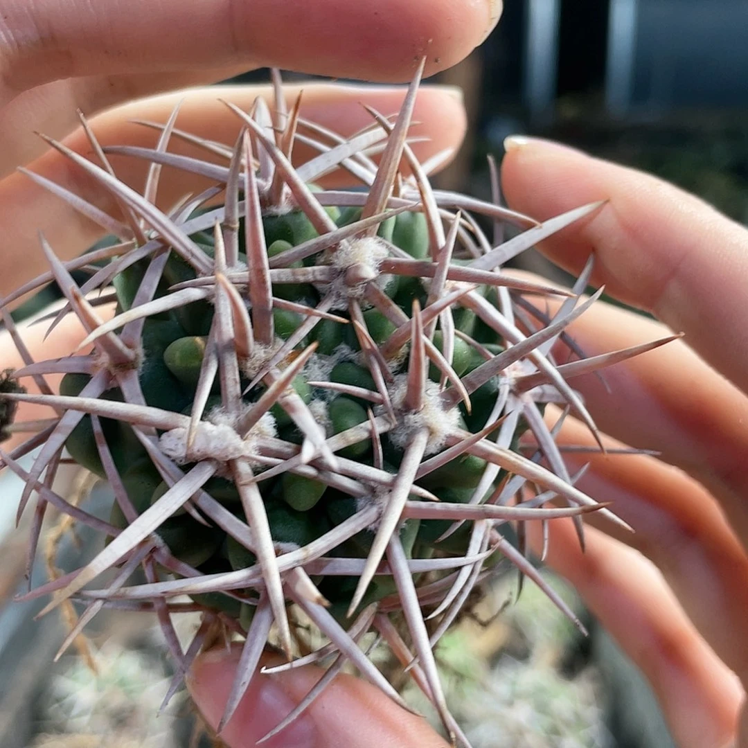 4.5cm实生强刺碧岩玉