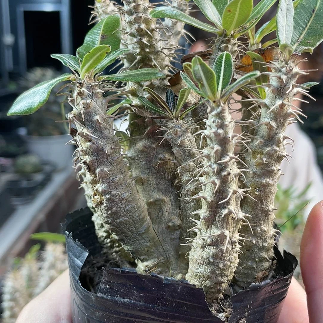 实生多头凯蒂棒槌
