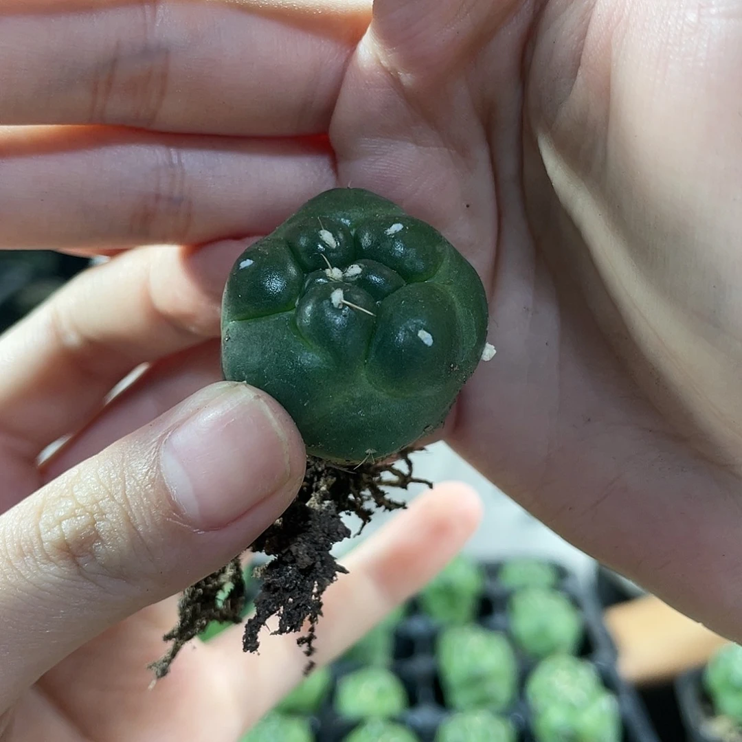 2.9cm自根无刺象牙小萝卜