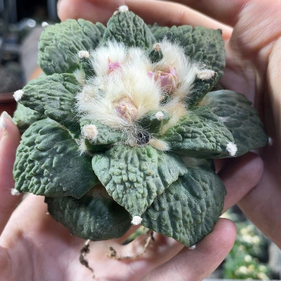 D**i51号自根好好怒涛9cm