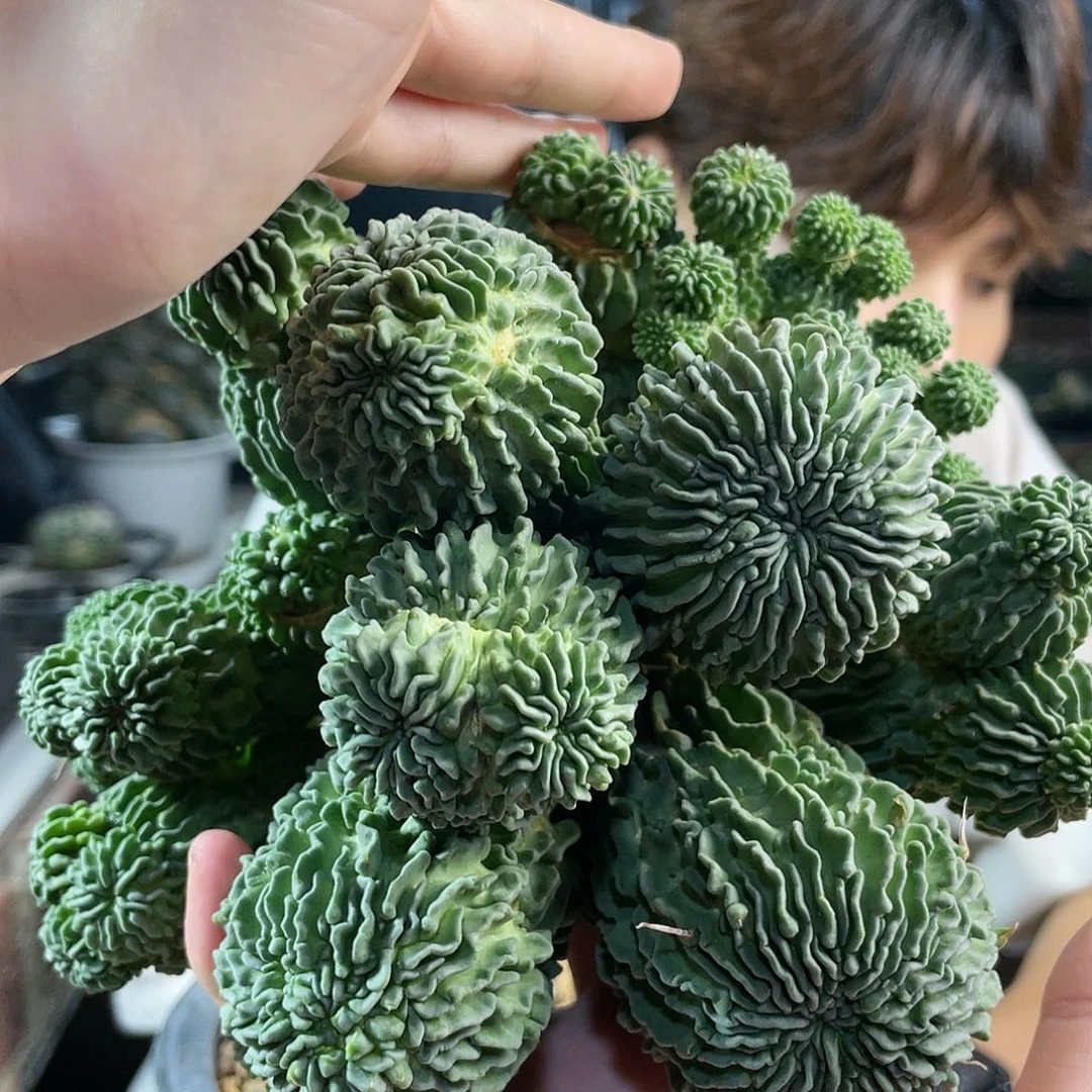 13cm蝌蚪球大群头数多无根