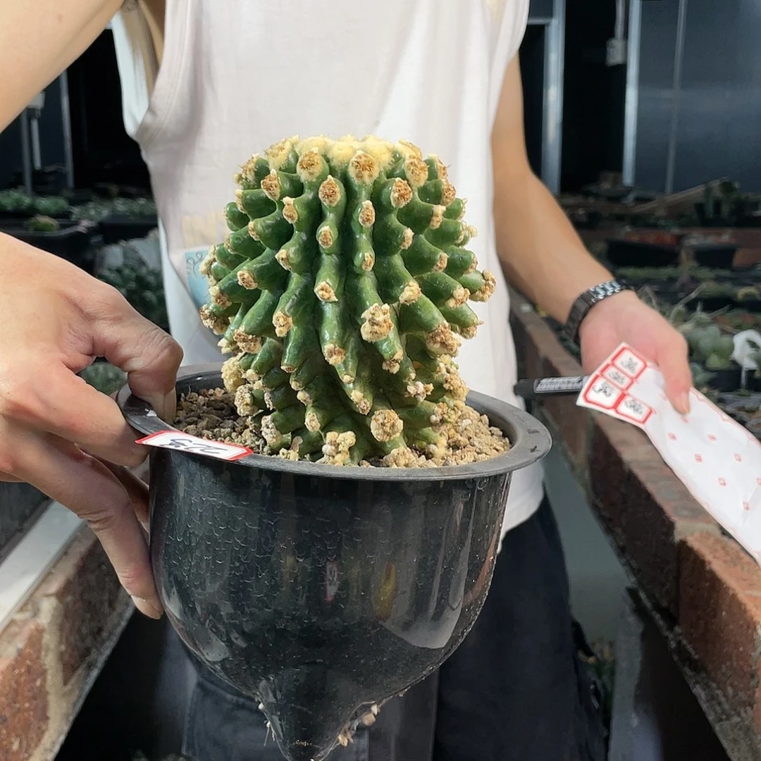 22号大金虎泉带柱