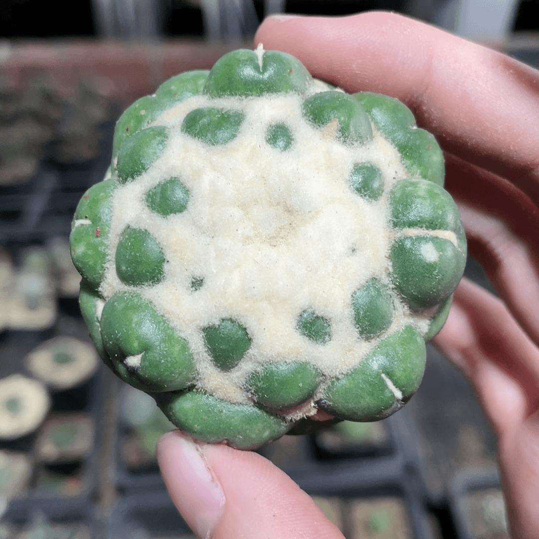 6cm蜘蛛眼有根眼