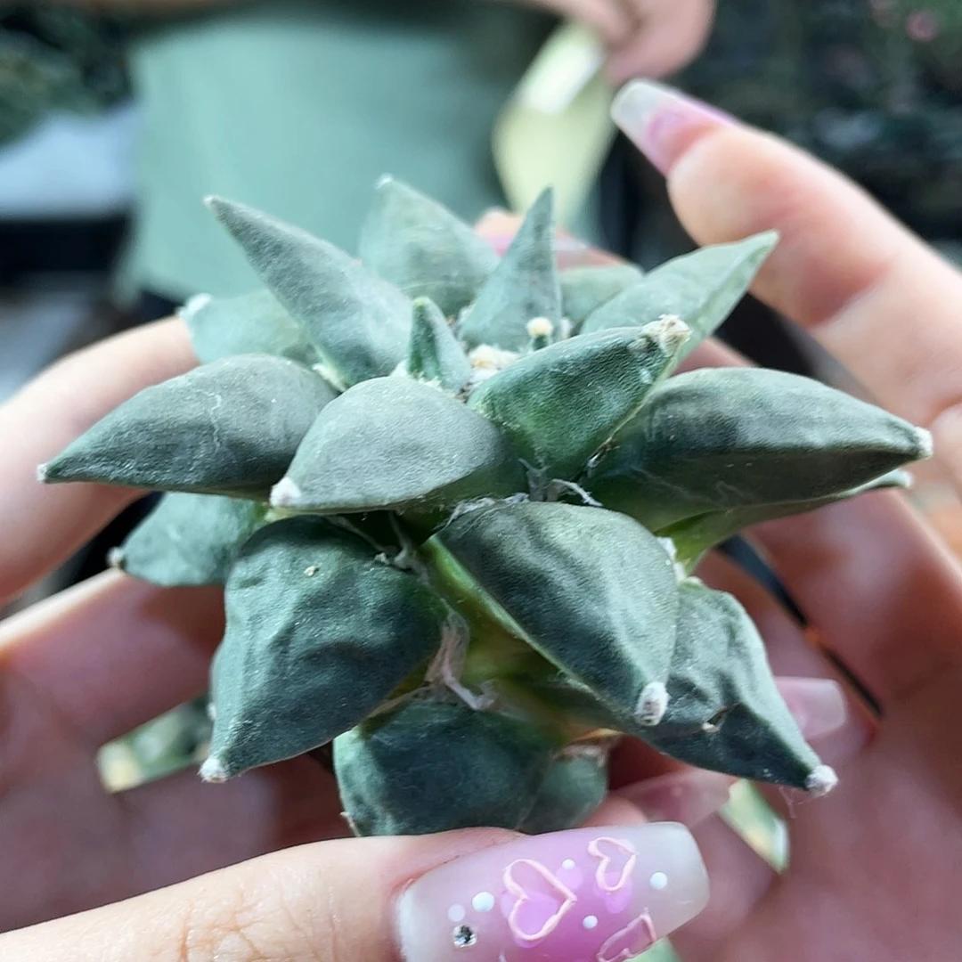 6号7.5cm自根三角牡丹