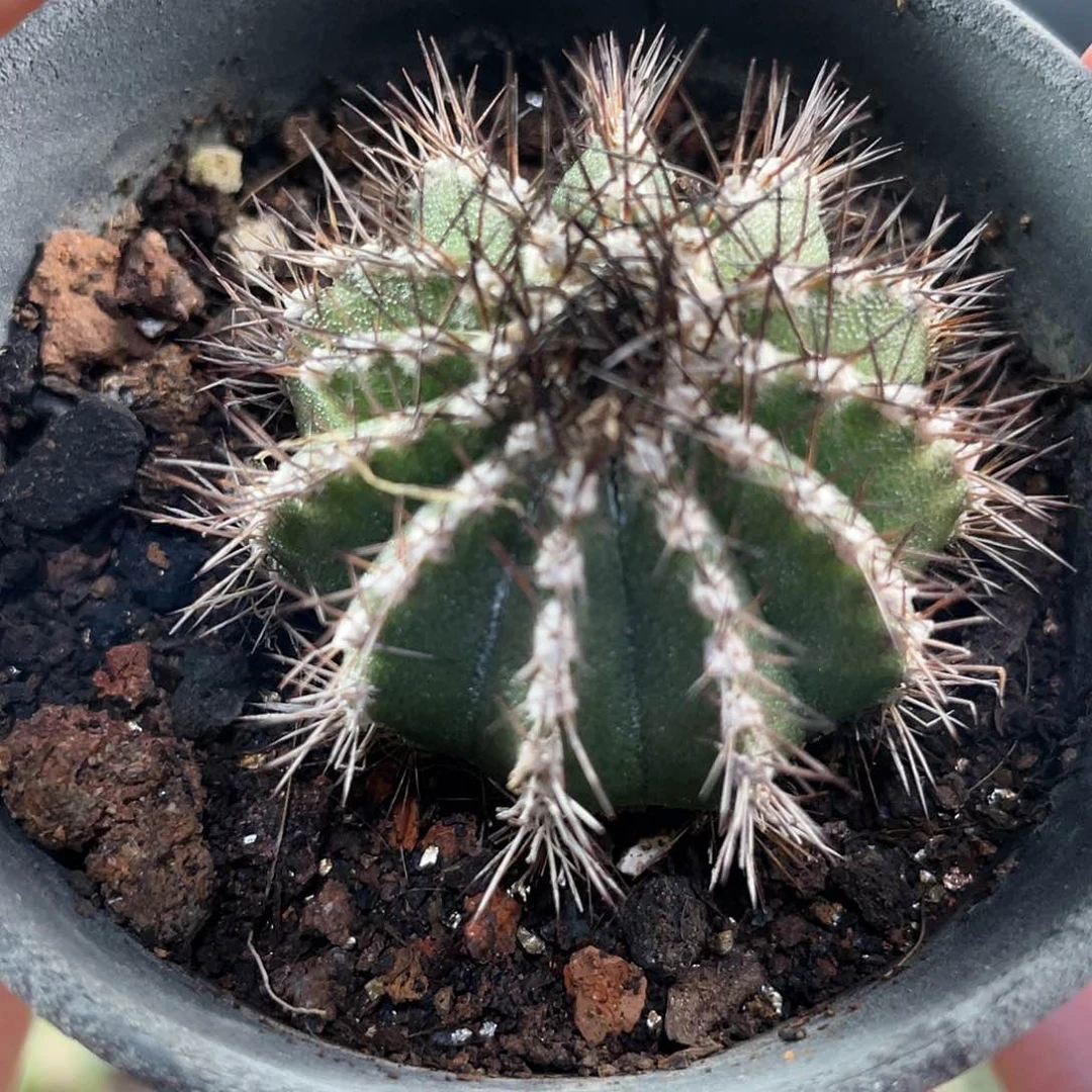 3.5cm自根尤博球