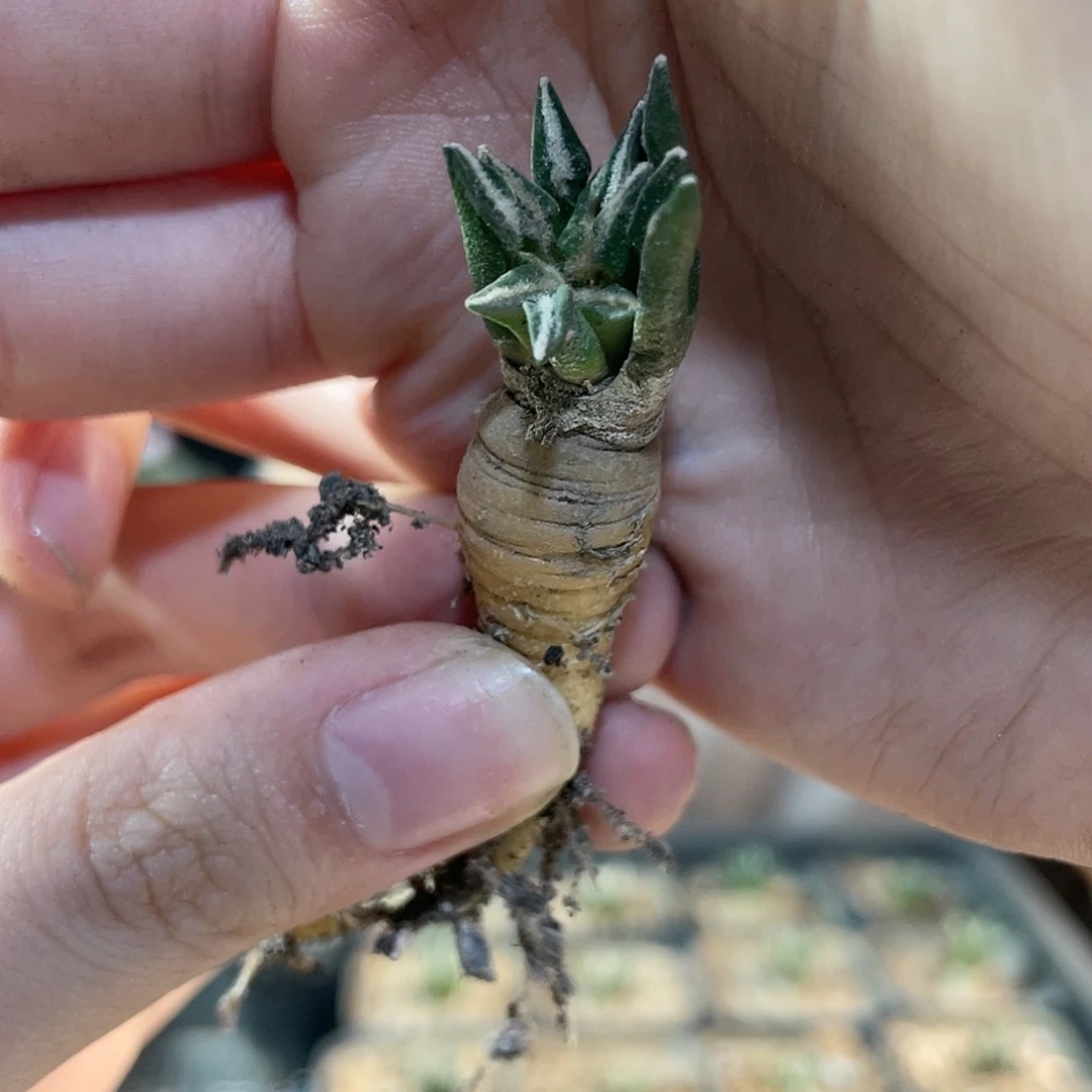 1.3cm实生姬牡丹萝卜根