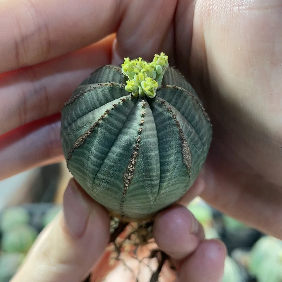 3.5cm自根欧系布纹球根系好