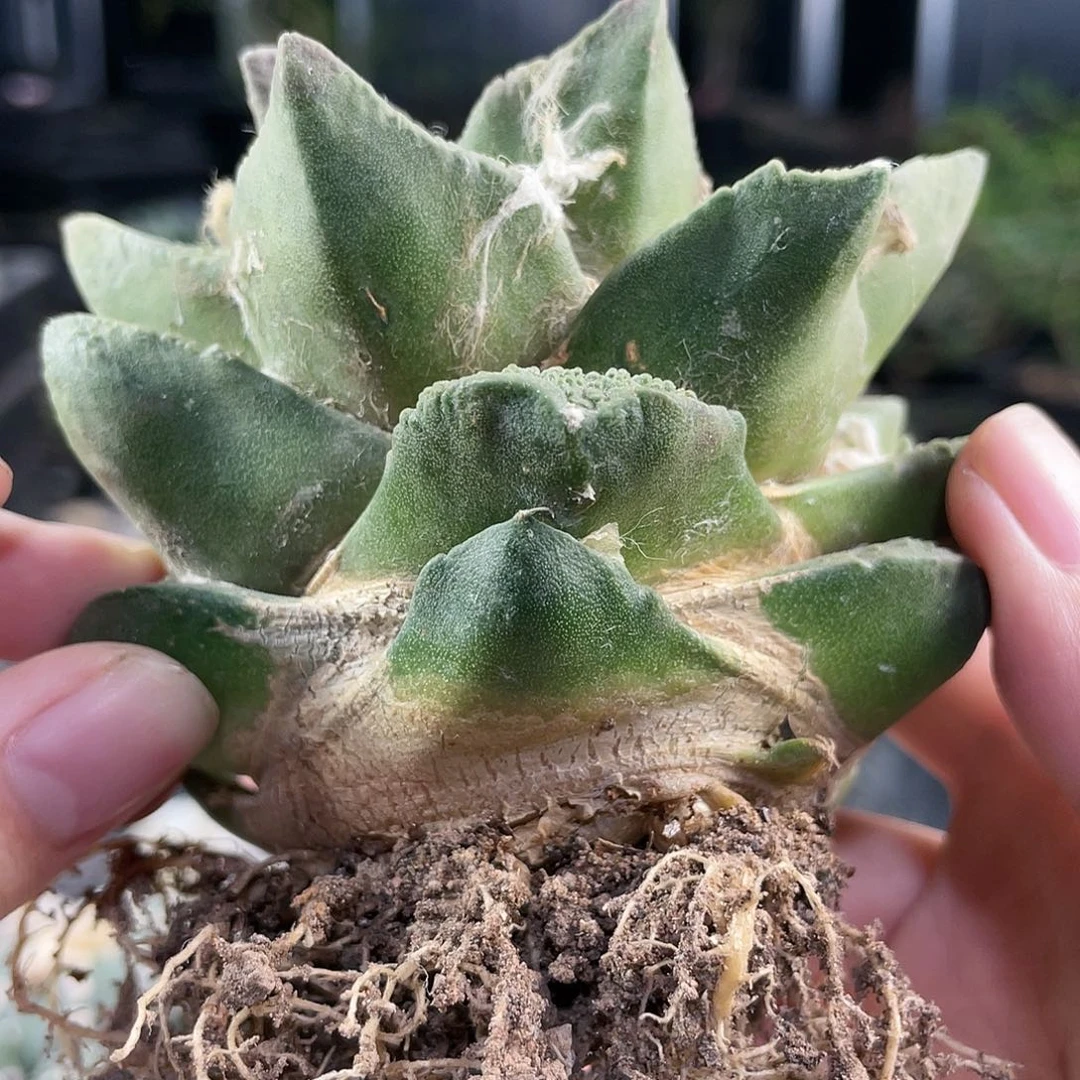 26号自根翘尤怒涛牡丹