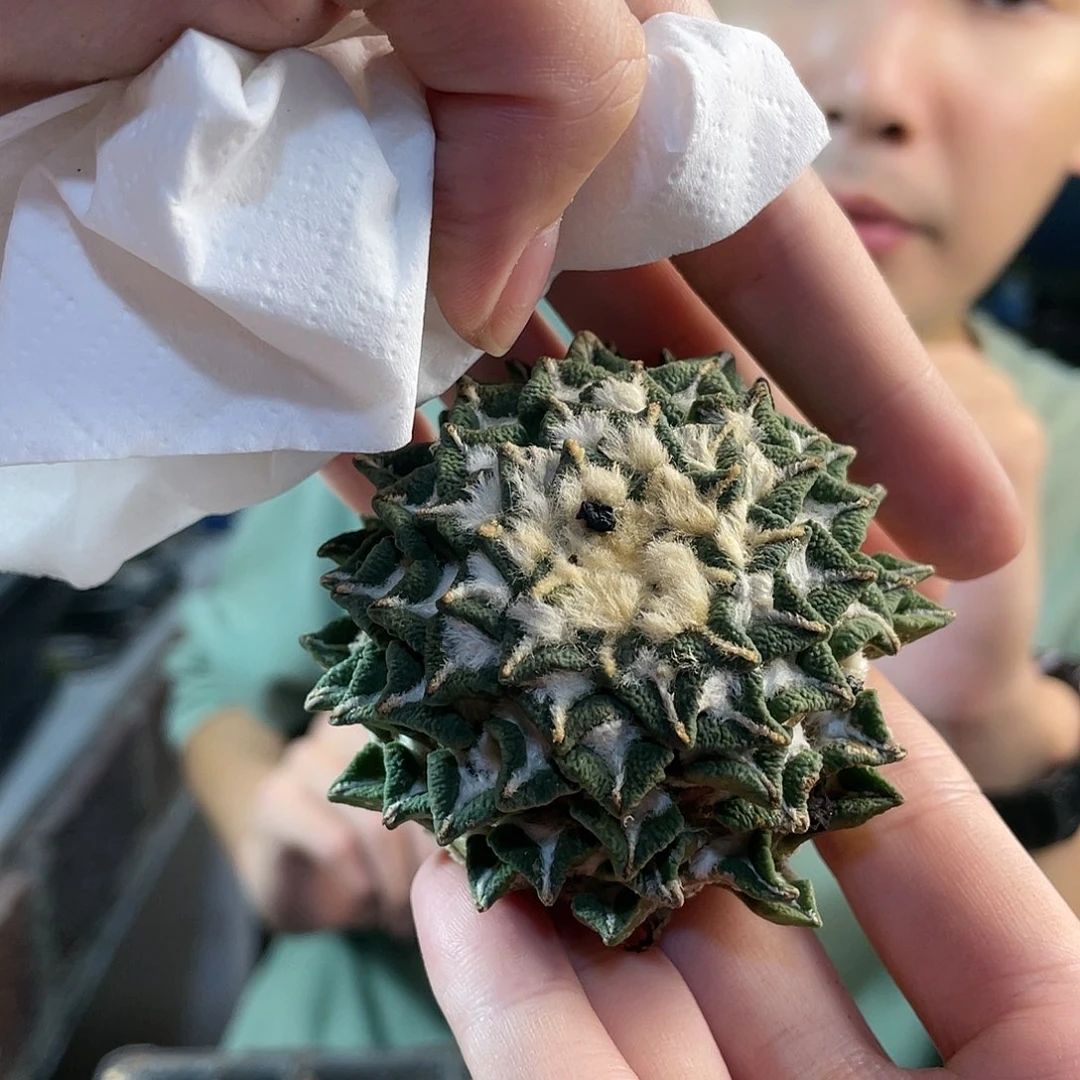 5.5cm大肚黑牡丹无根