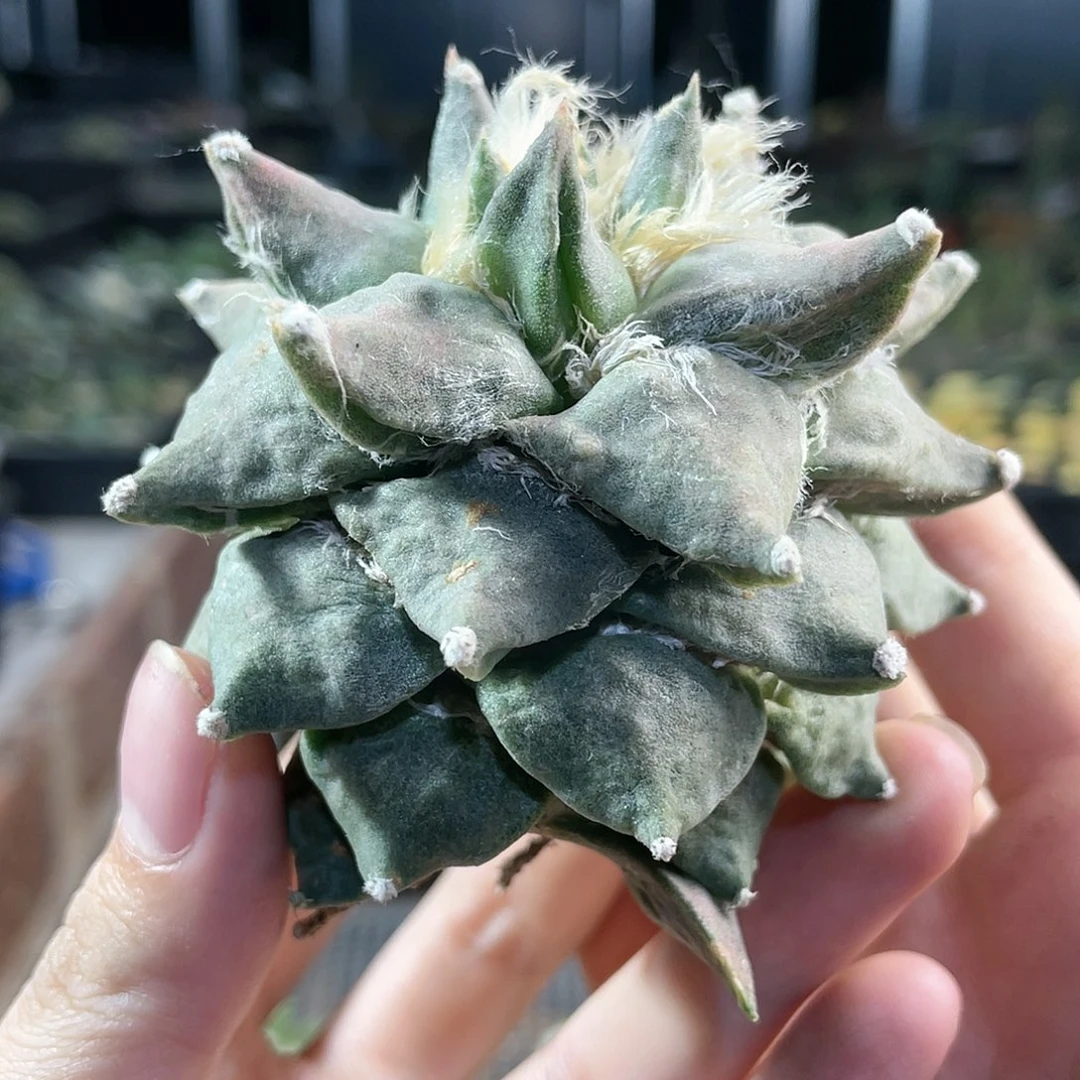6号紫姬象足三角牡丹自根