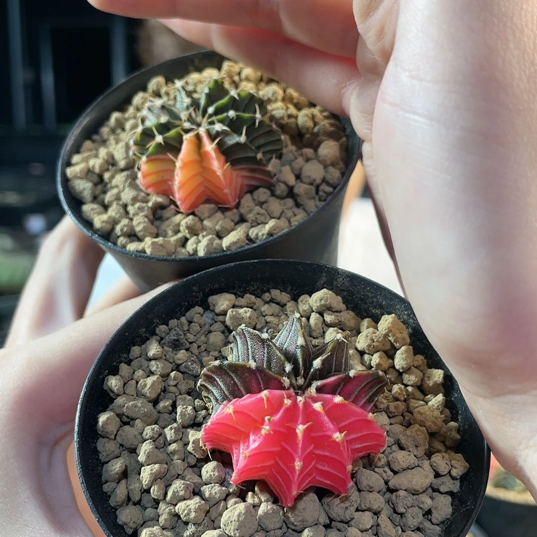 3.3cm2颗实生泰系肋骨锦