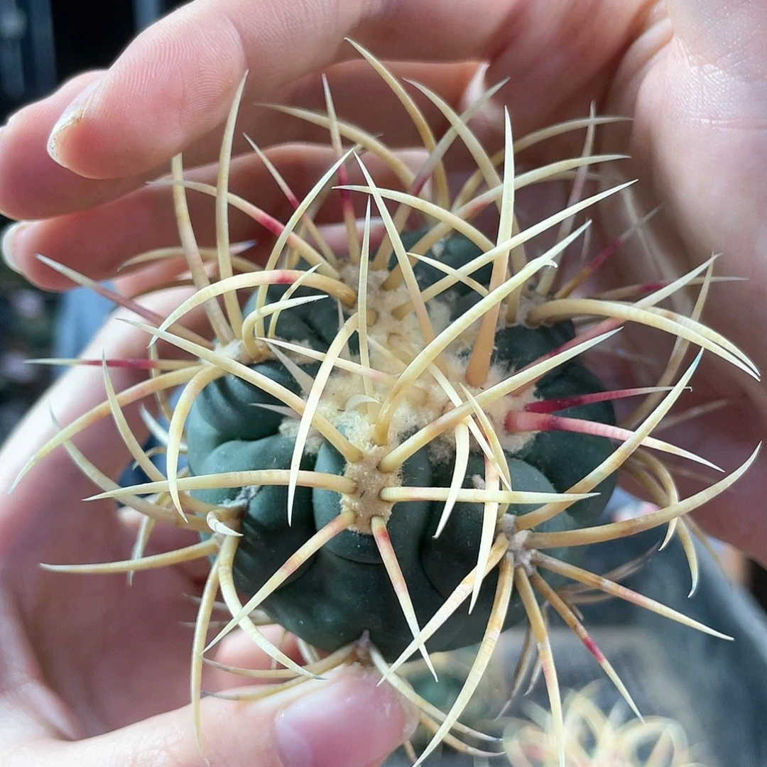 6cm高木绯冠龙无根